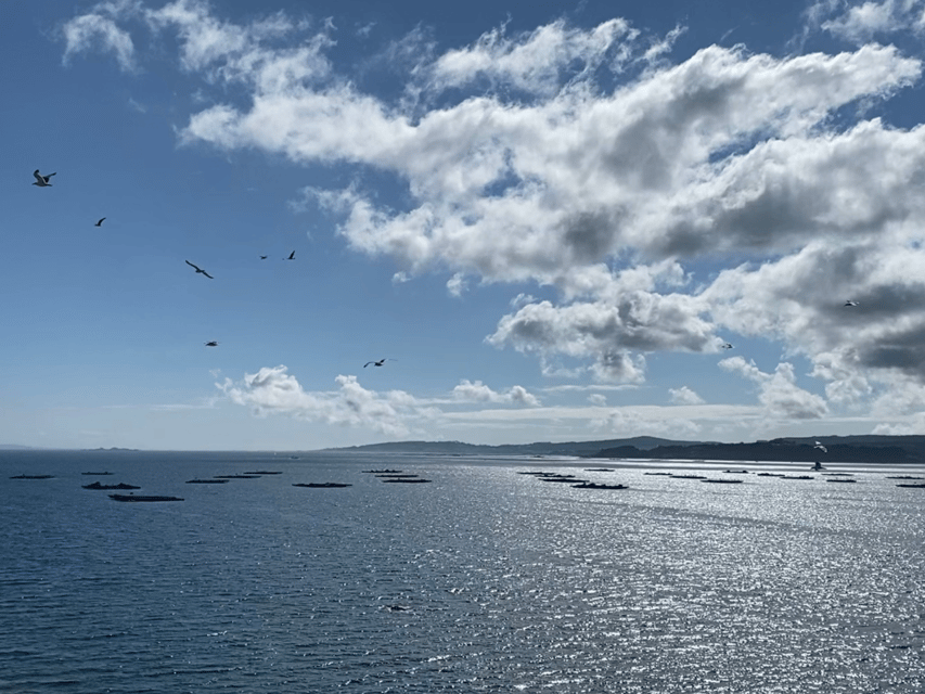 Ría de Arousa: Daytime or Sunset Sailboat Cruise with drinks - The first 20 minutes: coast, water, and orientation