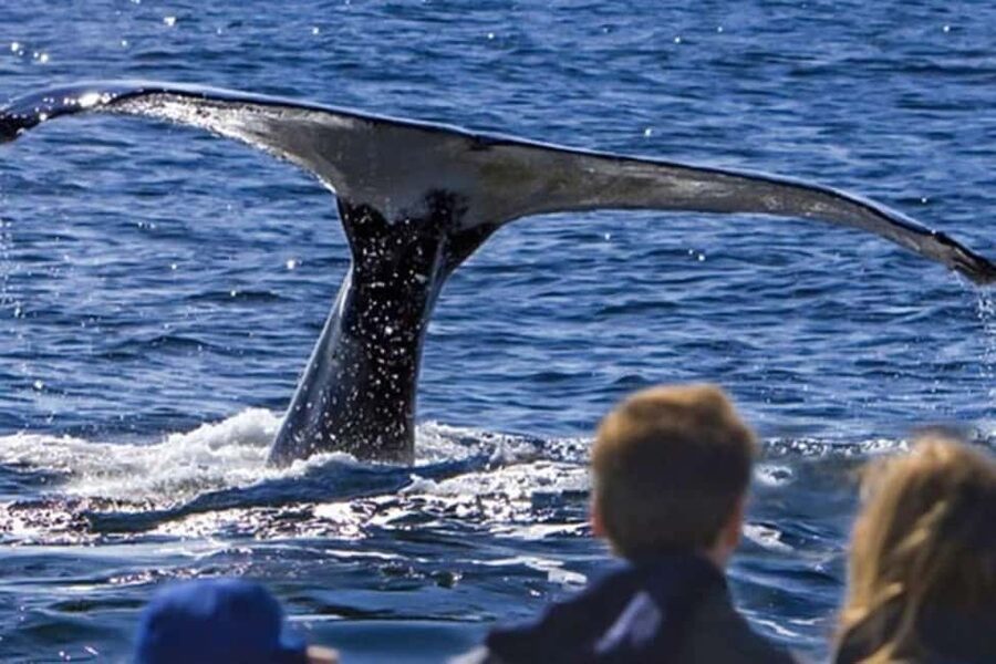 Roseau: Guided Dolphin and Whale Watching Tour With Drinks - Key points at a glance