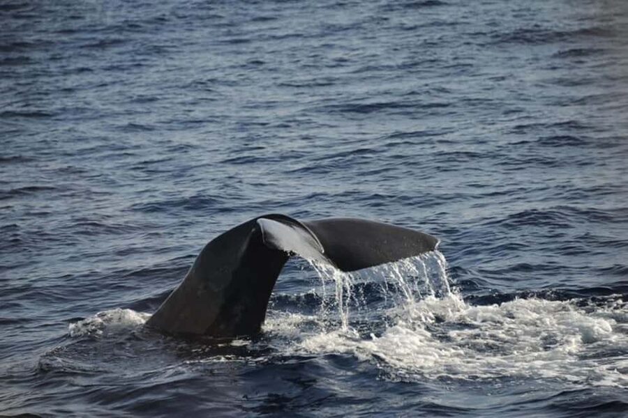 Roseau: Guided Dolphin and Whale Watching Tour With Drinks - Roseau to the Sperm Whale Sanctuary