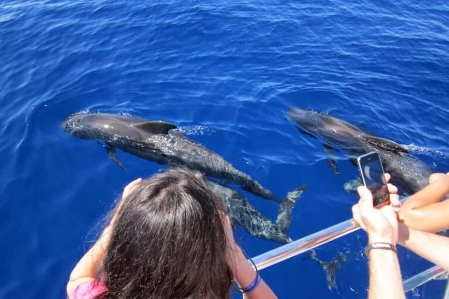 Roseau: Guided Dolphin and Whale Watching Tour With Drinks - Captain Beans, Jeff, Michael, and the local eye