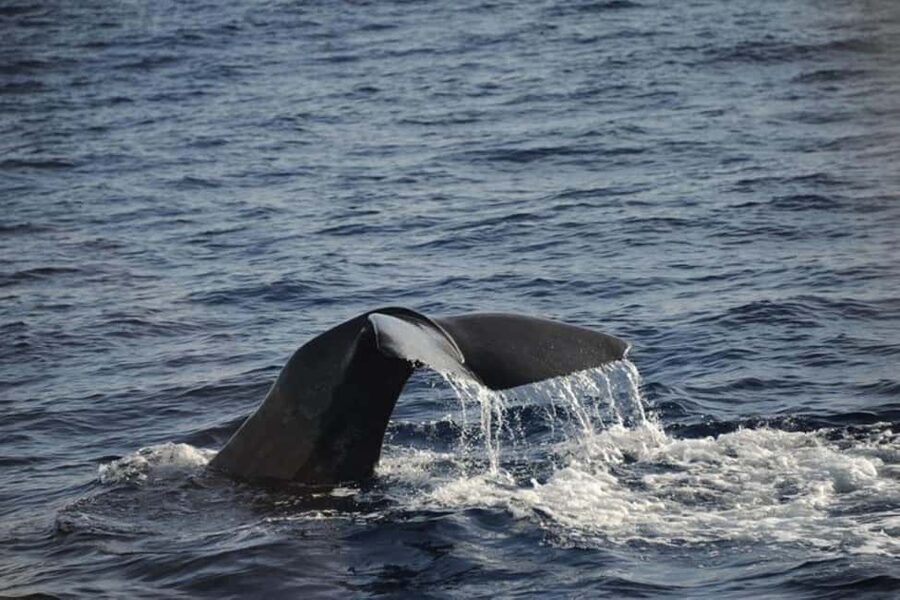 Roseau: Guided Dolphin and Whale Watching Tour With Drinks - Listening for whales with the hydrophone