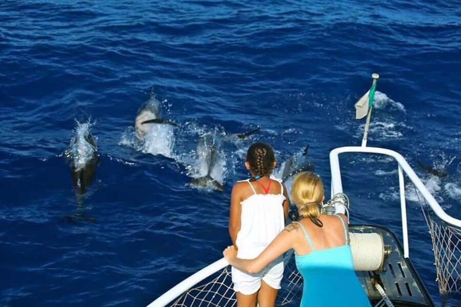 Roseau: Guided Dolphin and Whale Watching Tour With Drinks - Why Dominica is a strong whale-watching base
