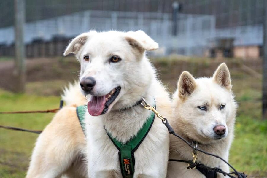 Rovaniemi: Autumn Husky Cart Ride with Hot Drink & Pickup - Key points to know before booking