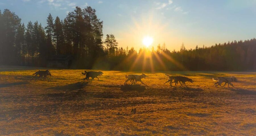 Rovaniemi: Autumn Husky Cart Ride with Hot Drink & Pickup - Meeting the huskies before winter