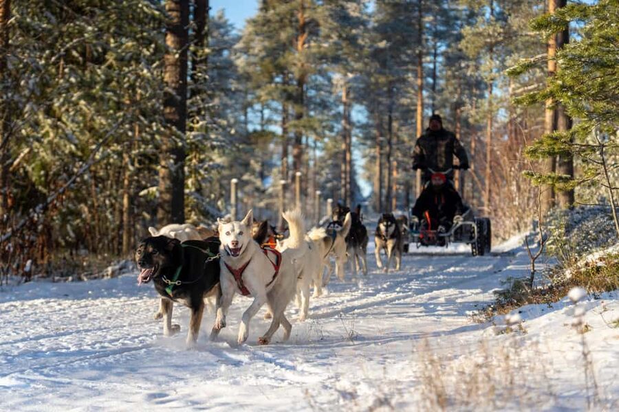 Rovaniemi: Autumn Husky Cart Ride with Hot Drink & Pickup - A kennel visit with time for questions and photos