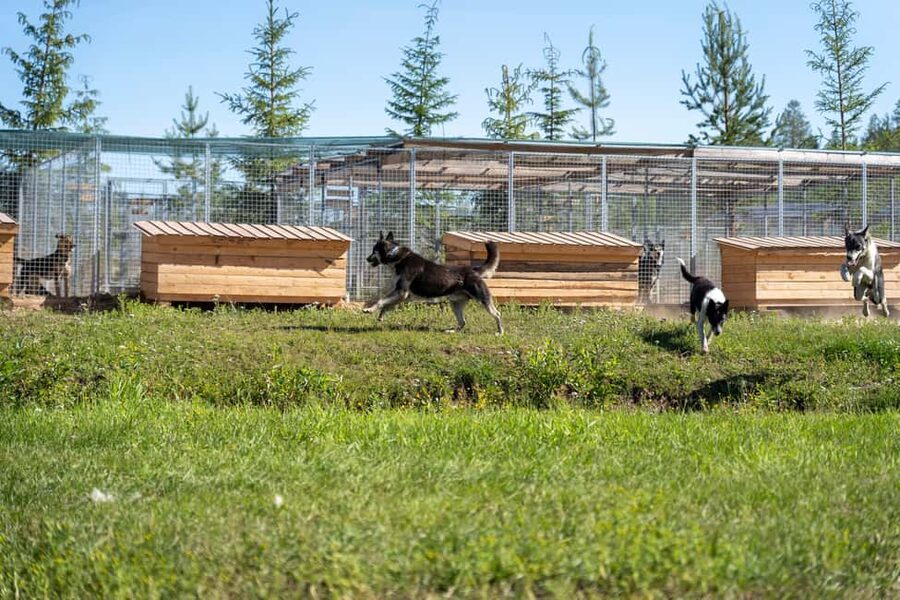 Rovaniemi: Autumn Husky Cart Ride with Hot Drink & Pickup - Fire, cookies, and a hot drink