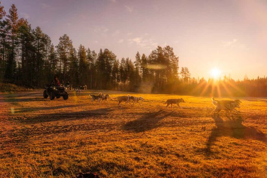 Rovaniemi: Autumn Husky Cart Ride with Hot Drink & Pickup - The ride through Rovaniemi’s autumn woods