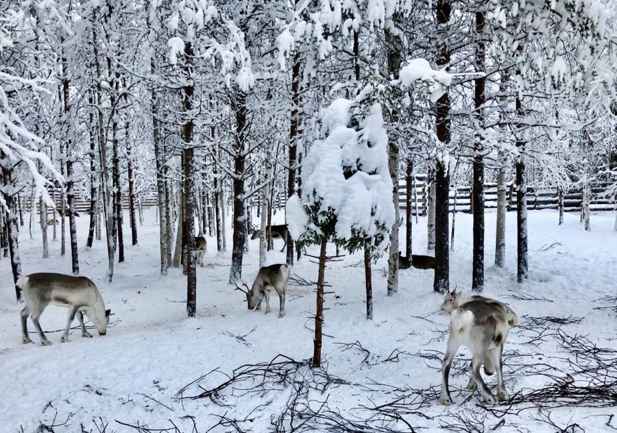 Rovaniemi: Reindeer Sleigh Ride with Hot Drink and Cookies - Key points to know before booking