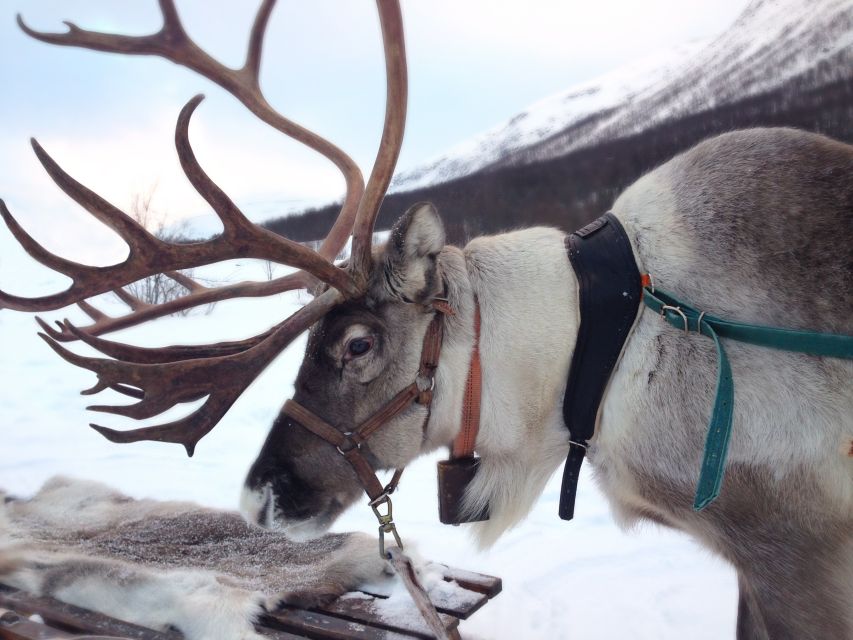 Rovaniemi: Reindeer Sleigh Ride with Hot Drink and Cookies - Why this Rovaniemi reindeer ride feels different