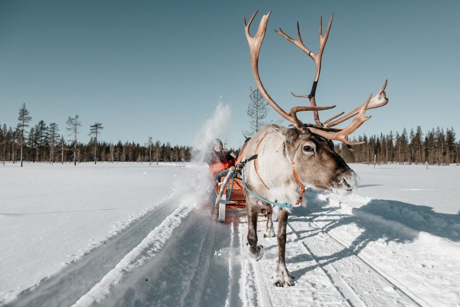 Rovaniemi: Reindeer Sleigh Ride with Hot Drink and Cookies - Meeting the reindeer at the farm