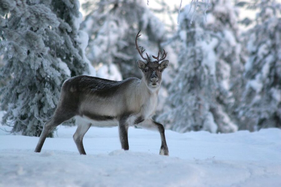 Rovaniemi: Reindeer Sleigh Ride with Hot Drink and Cookies - Is $294 per person good value?