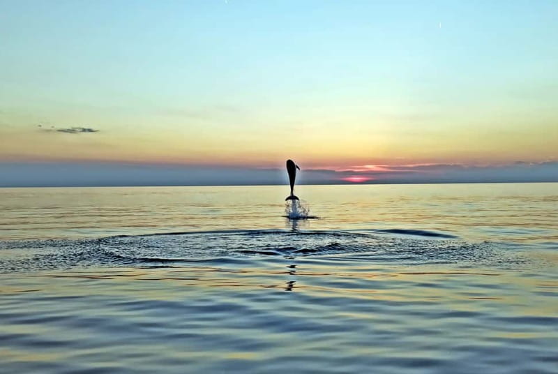 Rovinj: Dolphin Watching Sunset Speedboat Tour with Drinks - Why this 90-minute Rovinj trip feels different