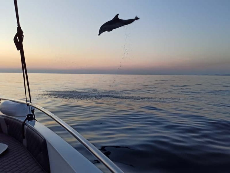 Rovinj: Dolphin Watching Sunset Speedboat Tour with Drinks - The 20-minute speedboat ride to the viewing area