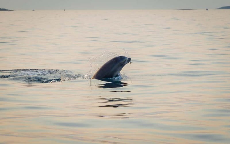 Rovinj: Dolphin Watching Sunset Speedboat Tour with Drinks - Sunset and Rovinj from the sea