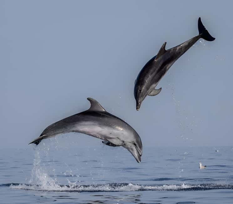 Rovinj: Dolphin Watching Sunset Speedboat Tour with Drinks - Starting from the right pier in Rovinj
