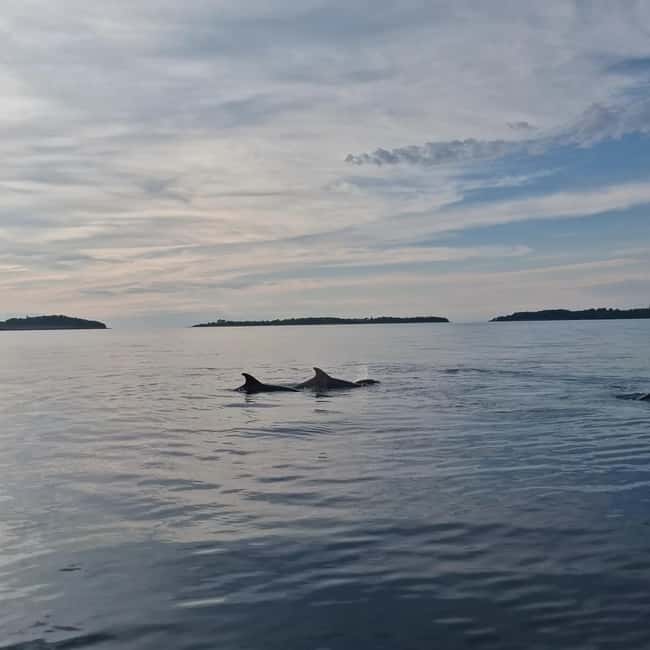 Rovinj: Shared Dolphin and Sunset Tour with Drinks - A 19:30 departure from Rovinj