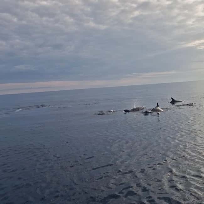 Rovinj: Shared Dolphin and Sunset Tour with Drinks - Booking details worth checking