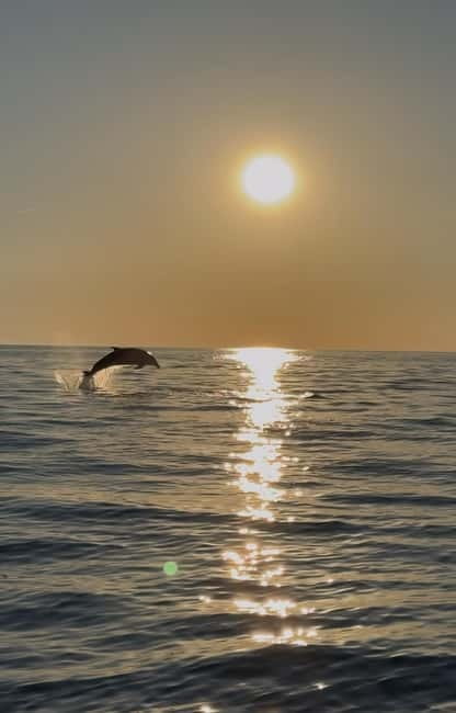 Rovinj: Shared Dolphin and Sunset Tour with Drinks - The speedboat ride takes you out quickly