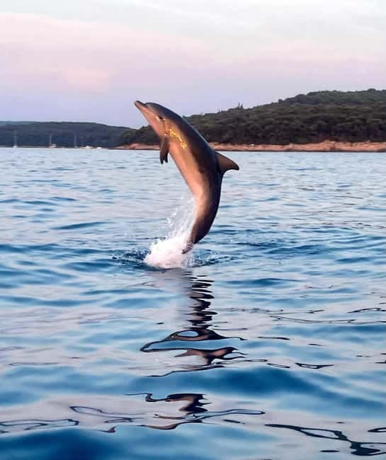 Rovinj: Shared Dolphin and Sunset Tour with Drinks - Sunset views add a second reason to go