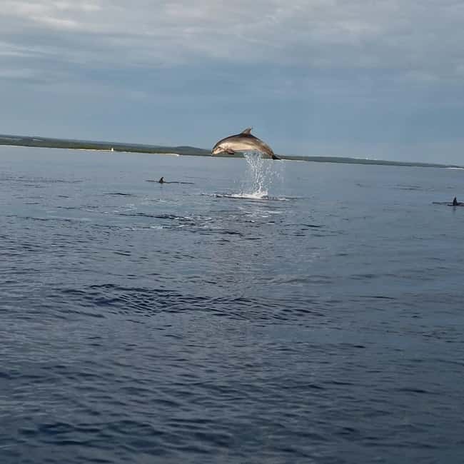 Rovinj: Shared Dolphin and Sunset Tour with Drinks - Drinks keep the outing easy