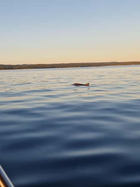 Rovinj: Shared Dolphin and Sunset Tour with Drinks - What the 10-person limit means