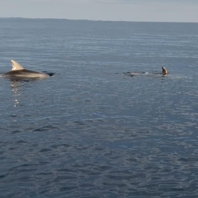 Rovinj: Shared Dolphin and Sunset Tour with Drinks - How much value do you get for $57?