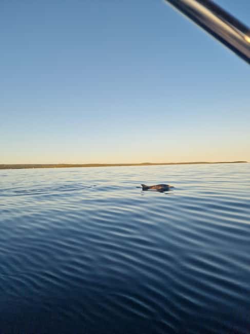 Rovinj: Shared Dolphin and Sunset Tour with Drinks - The skipper makes the difference