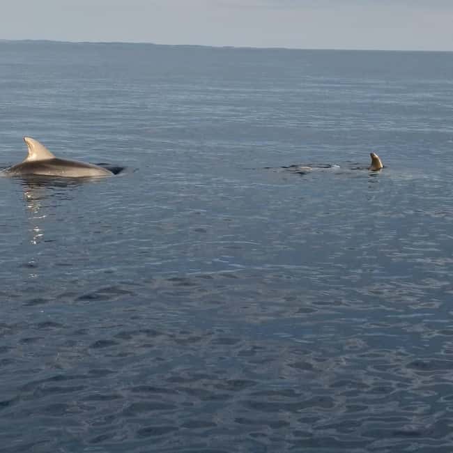 Rovinj: Shared Dolphin and Sunset Tour with Drinks - Who should book this sunset cruise?