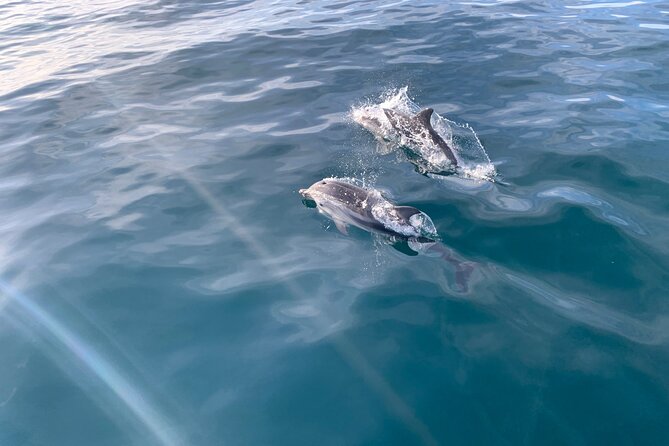 Sailing Adventure: Sailing, Dolphins and Relaxation with Drinks - Key points to know before booking