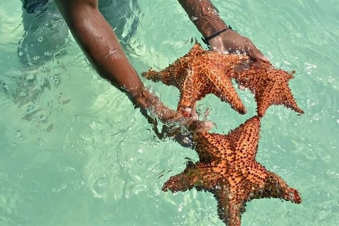 Saona Island Day Trip From Punta Cana with Lunch and Open Bar - The catamaran ride back