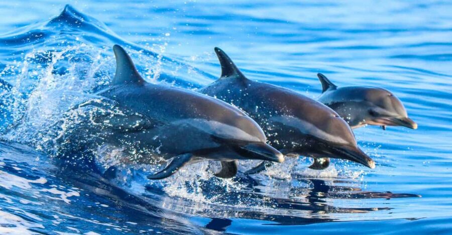 Side: Dolphin Island Boat Trip with Lunch & Unlimited Drinks - The Manavgat River mouth gives the day its best swim