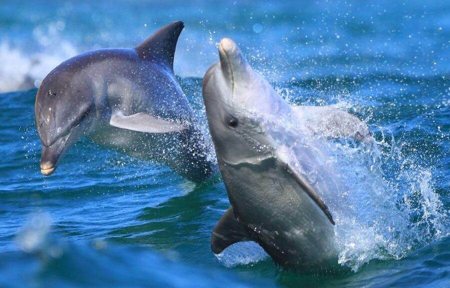 Side: Dolphin Island Boat Trip with Lunch & Unlimited Drinks - Dolphin Island and the wildlife question