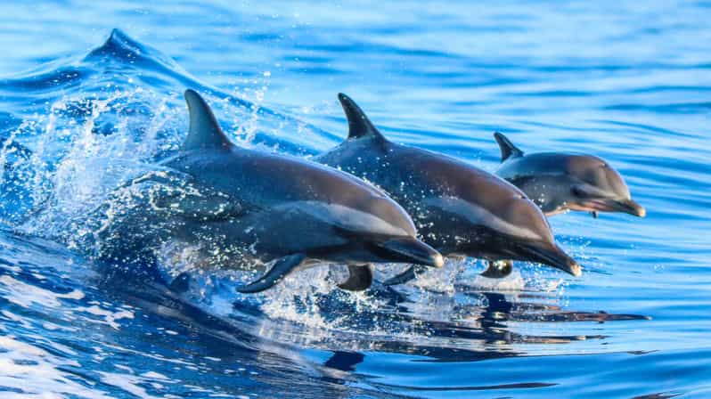 Side: Dolphin Island Boat Trip with Lunch & Unlimited Drinks - A three-level boat with a party atmosphere