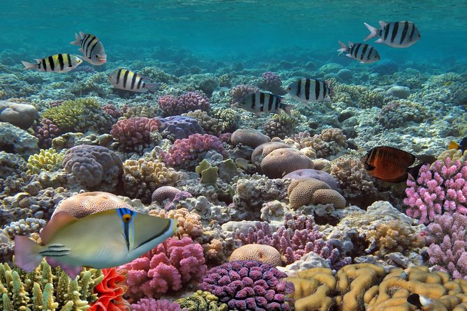 Snorkeling Adventure at Isla Mujeres Includes Lunch and Open Bar - Free time on Isla Mujeres