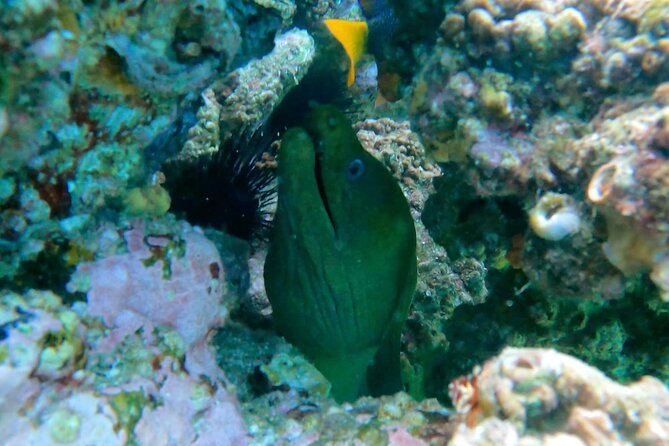 Snorkeling On Chilean Beach Transportation And Drinks Included - Why Chileno Beach works for a short snorkeling trip