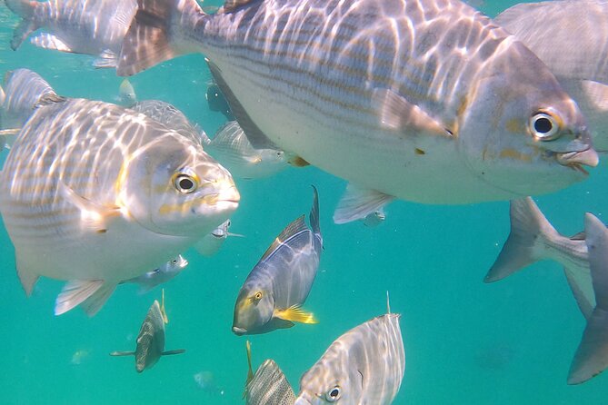 Snorkeling On Chilean Beach Transportation And Drinks Included - Who will enjoy this experience most