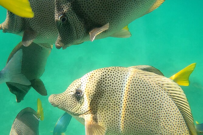 Snorkeling On Chilean Beach Transportation And Drinks Included - My take on the small-group format