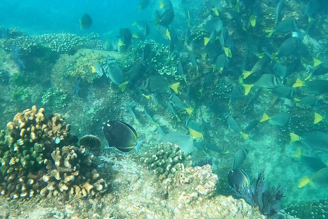 Snorkeling On Chilean Beach Transportation And Drinks Included - The guided snorkeling at Chileno Beach