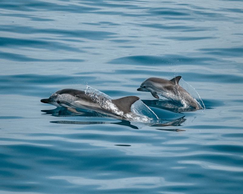 Sotogrande: Dolphin Watching Boat Trip with Drink - Setting sail from Sotogrande Marina