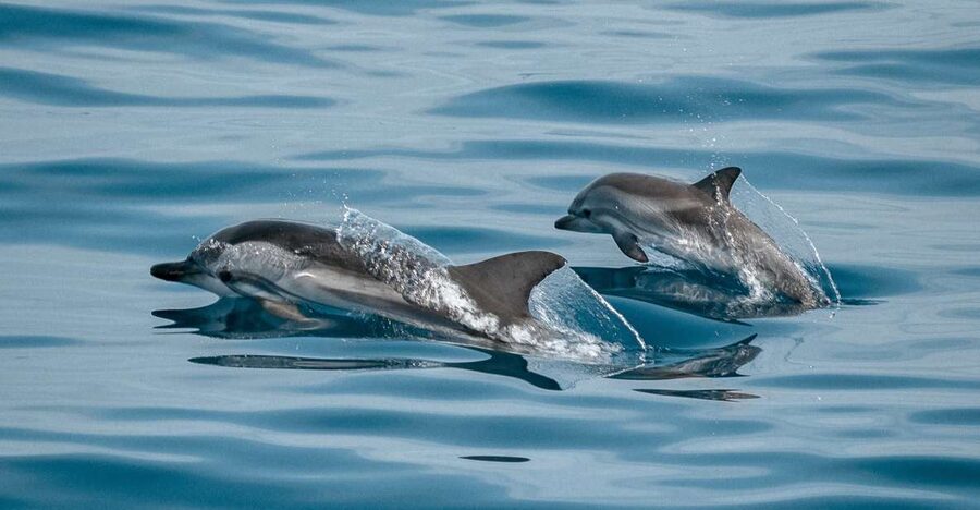Sotogrande: Dolphin Watching Boat Trip with Drink - The dolphin search