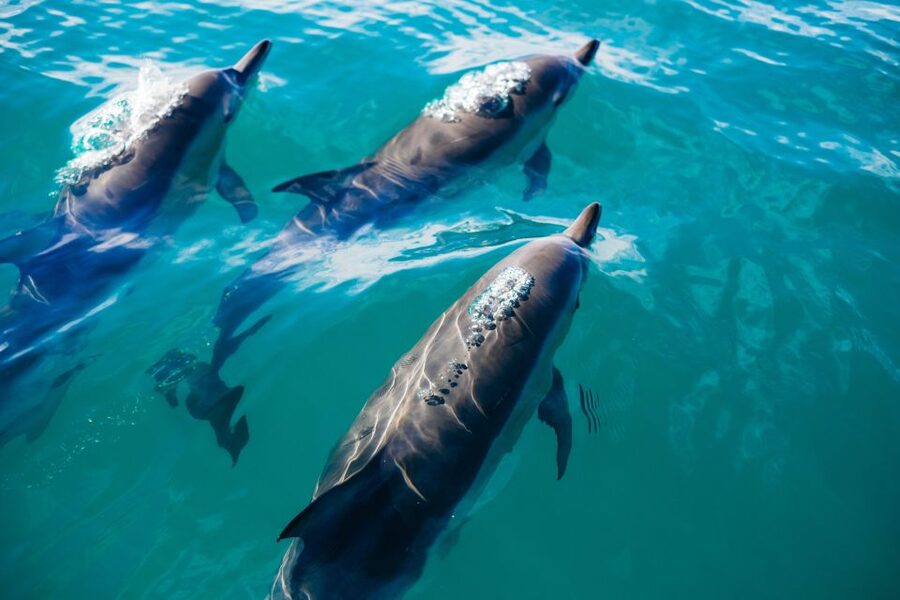 Sotogrande: Dolphin Watching Boat Trip with Drink - Why the views matter even without dolphins