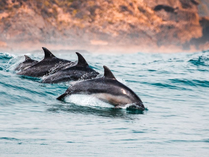 Sotogrande: Dolphin Watching Boat Trip with Drink - What the two-hour route includes