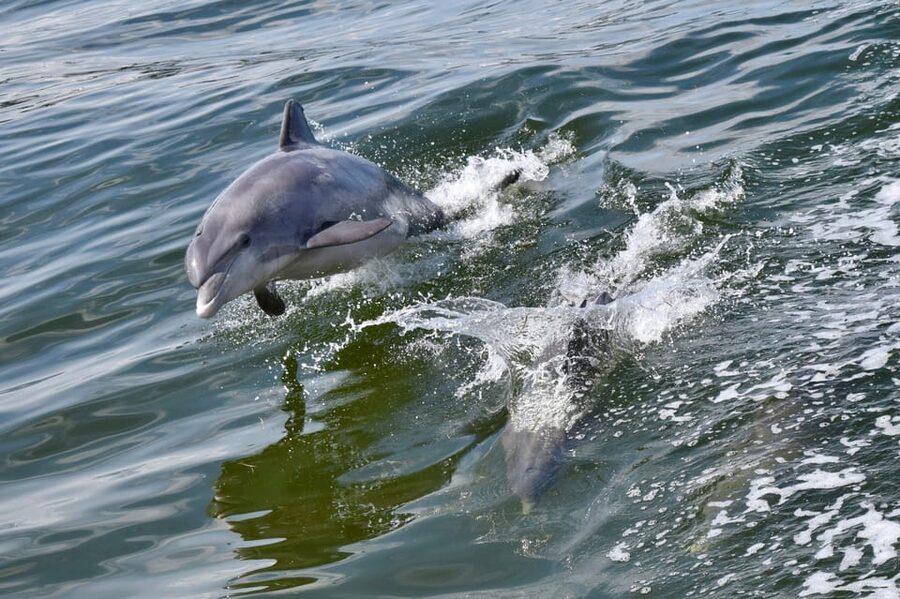 St. Augustine: Dolphin Watching Harbor Tour with Drinks - Leaving Vilano Beach on the 90-minute route