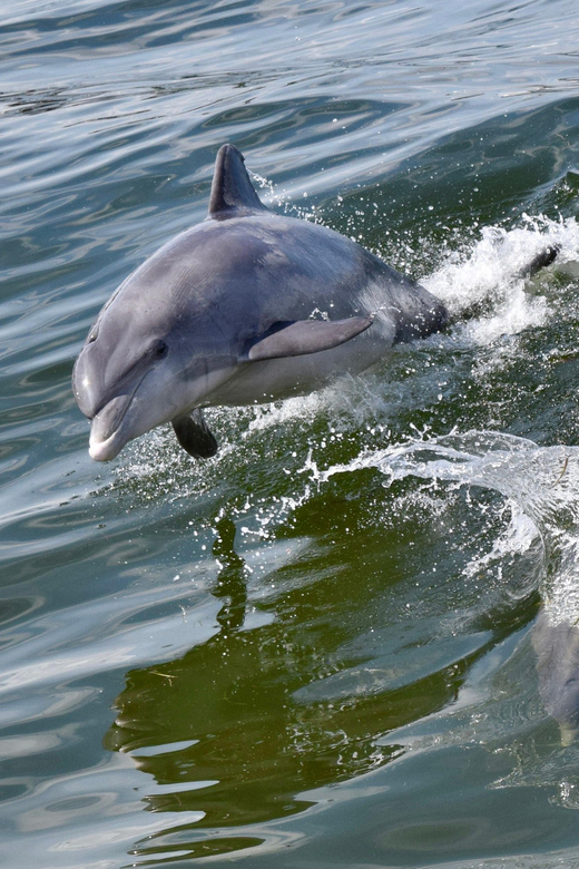 St. Augustine: Dolphin Watching Harbor Tour with Drinks - What the $42 price gets you