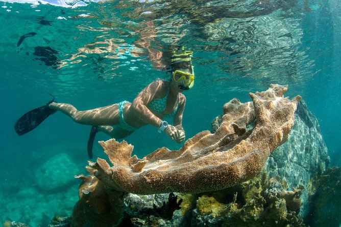 St. John Full-Day Lime Out Snorkel Taco Lunch & Open Bar - Westin - Who will enjoy this day most