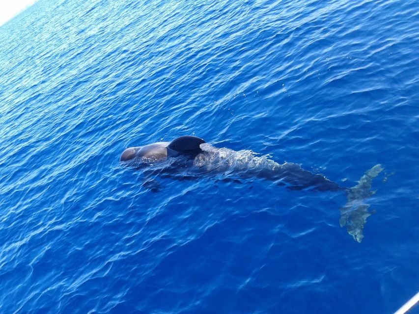 Tenerife: Private or Group 3 Hour Sailing Cruise with Drinks - Watching for dolphins, whales, and turtles