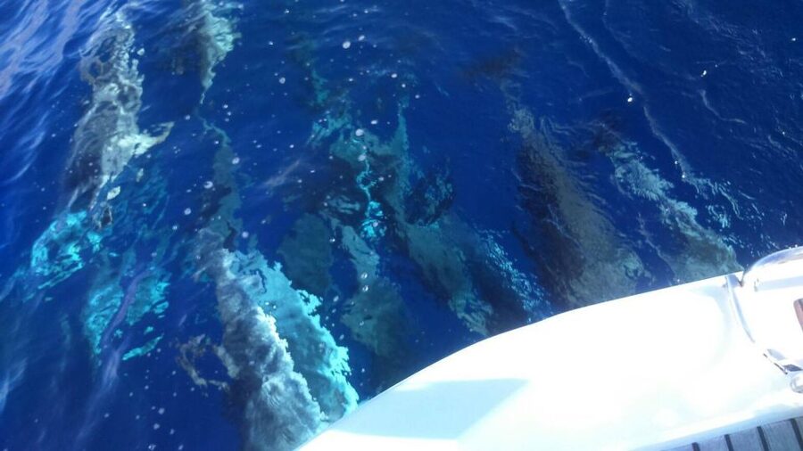 Tenerife: Private or Group 3 Hour Sailing Cruise with Drinks - Drinks, food, and the real value of $65
