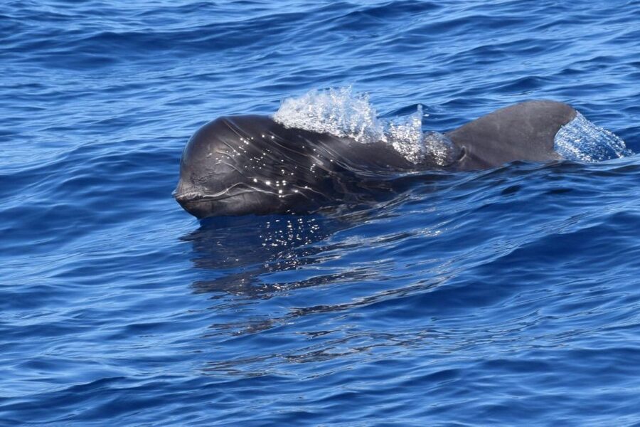Tenerife: Private Sunset Charter with Drinks and Tapas - Value at $483 Per Group