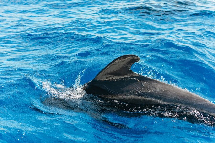 Tenerife: Whale & Dolphin Watching with Drinks and Snacks - Key points at a glance