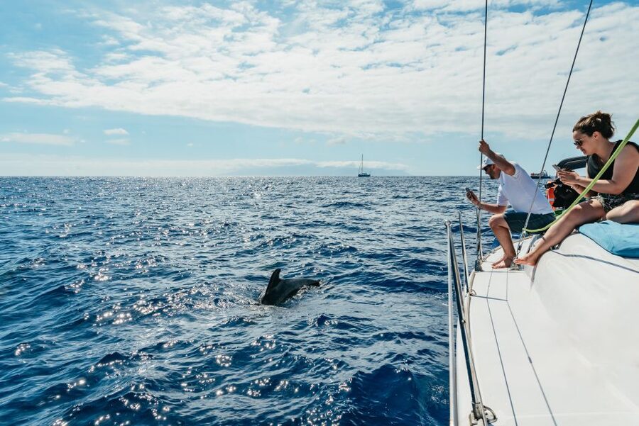 Tenerife: Whale & Dolphin Watching with Drinks and Snacks - Finding pilot whales and dolphins